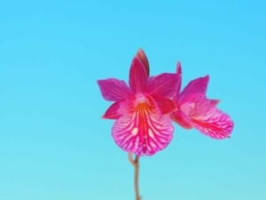 T♪洋蘭 Tetratonia Dark Prince (Broughtonia sanguinea × Tetramicra canaliculata) 　 洋ラン