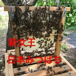 日本蜜蜂　日本みつばち　ニホンミツバチ　巣枠式　新女王群　(チルド便発送可)