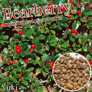 ベアベリー 種子X10 [耐寒性果樹]Arcostaphylos uva-ursi