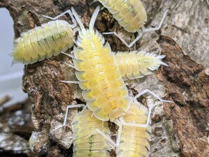 【最低1ペア】ボリバリオオワラジ　アルビノT-　20匹　エサ付き　Porcellio bolivari albino　ダンゴムシ　ワラジムシ