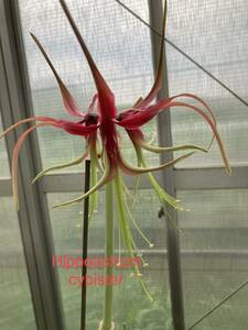 原種　アマリリス・シビスタ　Hippeastrum cybister　分球苗