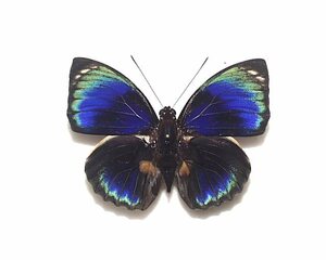 外国産蝶標本　ファルキドンミイロタテハ　A-♂　ブラジル 産
