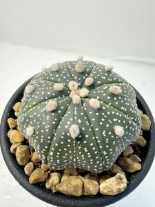 Astrophytum asterias (Star Shape) アストロフィツム兜スタージェイプ （ヒトデ型） 輸入株 実生 抜き苗は送料込◎ランポー　希少株