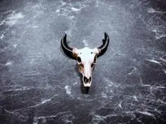 牛の頭蓋骨 牛 頭蓋骨 牛の頭 牛の骨 鹿の頭蓋骨 鹿 頭蓋骨 鹿の頭 鹿の骨
