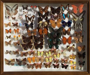 マニア収集品 ドイツ箱入 『蝶標本 70頭以上 日本・ロシア・インドネシア・ペルー 他』昆虫 チョウ