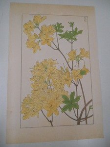 非水百花譜 蓮花躑躅 杉浦非水 彩色刷木版 版画 附図 2枚セット 1920年代？ 大正後半～昭和前半 春陽堂発行 れんげつつじ