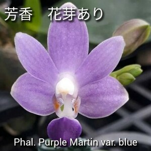 花芽あり 芳香品種 Phal. Purple Martin var. blue ファレノプシス パープルマーティン 青色変種 胡蝶蘭 洋蘭