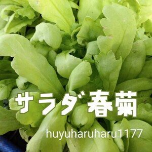 早どり サラダ春菊の種子 200粒 しゅんぎく シュンギク えぐみ苦味が少なく大葉で柔らかい葉！