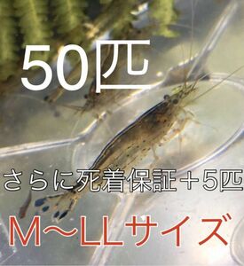 No79【50匹】＋予備保障５匹　ヤマトヌマエビ　M～LLサイズ　淡水エビ　甲殻類　掃除　苔　19　　