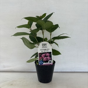 ●アジサイ●　ルビーのアナベル　アナベル　アメリカあじさい　紫陽花　3号鉢　鉢植えアジサイ