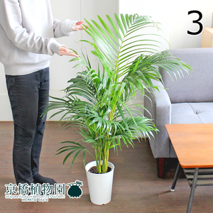 【現品】アレカヤシ 6号 白プラスチック鉢（3）Dypsis lutescens