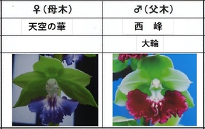 60えびね欄　４５２　天空の華×西峰　1-2作以降初花見込苗　山野草エビネラン