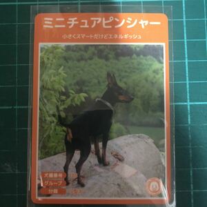 【犬種図鑑カード】 No.042 ミニチュアピンシャー