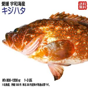 愛媛 ( キジハタ ) 1~3匹で約800~1200g 刺身 煮魚 焼魚 干物 浜から直送 送料無料 北海道・沖縄・東北は別途送料 宇和海の幸問屋