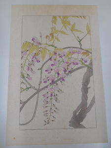 非水百花譜 藤 杉浦非水 彩色刷木版 版画 附図 2枚セット 1920年代？ 大正後半～昭和前半 春陽堂発行 ふじ