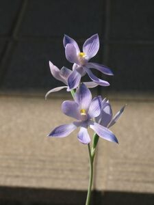 テリミトラ ヌダ (Thelymitra nuda) 　球根1球