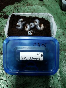 ■サタンオオカブト　 幼虫7頭 　2令前後　　　　　　他種出品中　