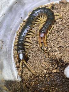 ブラジリアンレッドファットテールセンチピード Scolopendra virdicornis全長15cm程 WC ムカデサソリヤスデカマキリマンティスタランチュラ