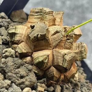 【鉢ごと発送】アフリカ型 亀甲竜 / Dioscorea elephantipes / 4号鉢 / 塊根・多肉植物【現品】 24-4-18-14