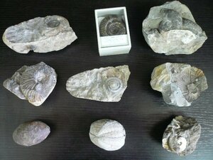 TMB-06187-03 化石 アンモナイト 貝など 直径約4～10cmぐらい まとめて 9点 約3.5kg