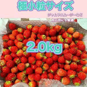 極小粒サイズ 約2.0kg　紅ほっぺ　いちご 