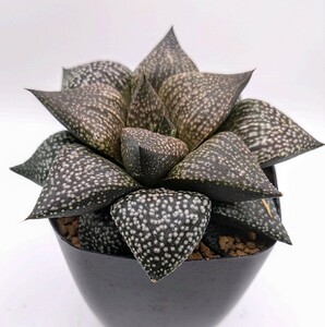 ハオルチア　ピクタ　‘海皇×海ほたる’　多肉植物 Haworthia ハオルシア