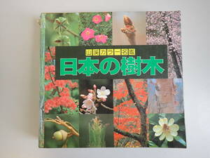 C9BΦω 初版本『山渓カラー名鑑 日本の樹木』1985年 林弥栄 山と渓谷社