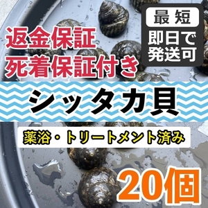 【20個＋α】シッタカ貝　兵庫県産　海水　コケ取り貝　コケトリ貝