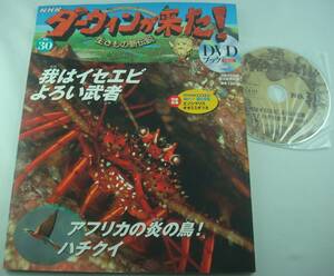 送料無料★DVDブック NHK ダーウィンが来た! 生きもの新伝説 No.30 イセエビ ハチクイ