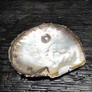 大きな真珠の出来損ない付(約1.9cm) アコヤガイ 阿古屋貝