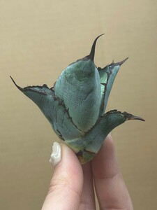 【AGAVE TITANOTA 】アガベ　チタノタ　BB　ブラックアンドブル　強棘 特選子株 10