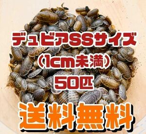 【送料無料】デュビア SSサイズ 50匹＋死着保証10％ 