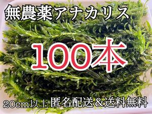 無農薬 アナカリス 100本 20cm以上 数量限定 送料無料 金魚草 金魚藻