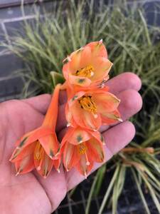 ① クリナンサス・バリエガタ　Clinanthus variegatus 分球苗