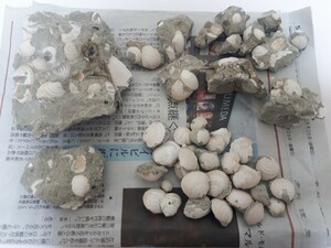 【化石】瑞浪層群 貝化石 計570g
