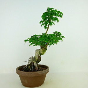 盆栽 紅葉 獅子頭 樹高 約25cm もみじ Acer palmatum モミジ カエデ科 落葉樹 観賞用 現品