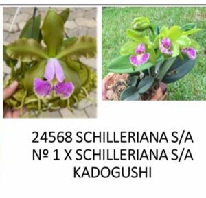 洋蘭 原種 着生蘭 野生蘭 カトレヤ C.schilleriana s/a x sib 初輸入最新実生株
