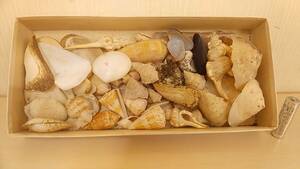 【貝の博物館・美品】大量出品 貝標本 アラカルト① 希少 貝 貝殻 化石 アンティーク コレクション