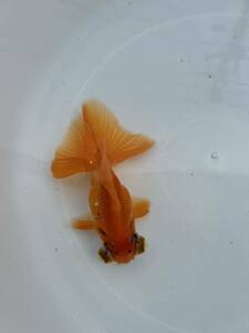 金魚　愛好家作　蝶尾　2歳　約14センチ