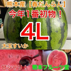 『特大は希少4玉限定』熊本産【春だんらん】秀品4Lサイズ（1玉9〜10kg）熊本フルーツ堂17