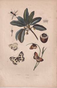 フランスアンティーク 博物画　植物画　 『昆虫・蝶　Satyres』 多色刷り銅版画