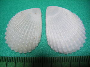 天然採取の貝殻　「正式名不明」　標本Ｓ０７　超美品　　Ａ－５
