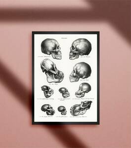 スカルヘッド 頭蓋骨 ドクロ 人体模型図 ホラー ゴシック ロック 人間 サル 進化 進化の過程 アート A4アートポスター