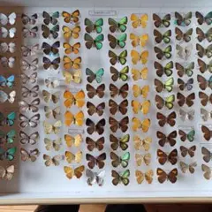 蝶標本　日本ゼフィルス選　20種99頭