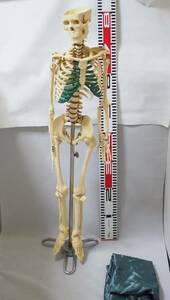 中古 骨格標本 全身骨格模型　台座付き 椎間板脊髄 人体模型 整体 接骨院 医療 現状品 管理番号H295-3