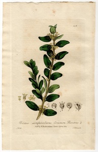 1835年 Baxter 手彩色 銅版画 Pl.142 ツゲ科 ツゲ属 セイヨウツゲ BUXUS SEMPERVIRENS