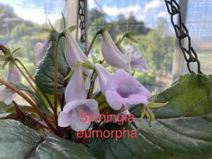 シンニンギア・ユーモルフォア　Sinningia eumorpha (2.5寸プラポット植えの苗)