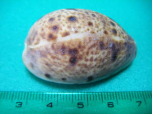 天然採取の貝殻　「ヒメホシダカラガイ」　標本Ｓ１１　超美品　