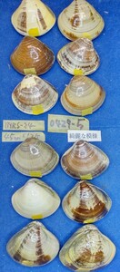 蛤 YMRS−24-0429-5　綺麗な模様45mm×12個　　江戸前　ハマグリ　貝殻　標本　材料