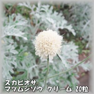 スカビオサ/マツムシソウ クリーム 20粒 宿根草 花の種 2023年採種 202379